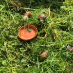 Schneckenwanderung
